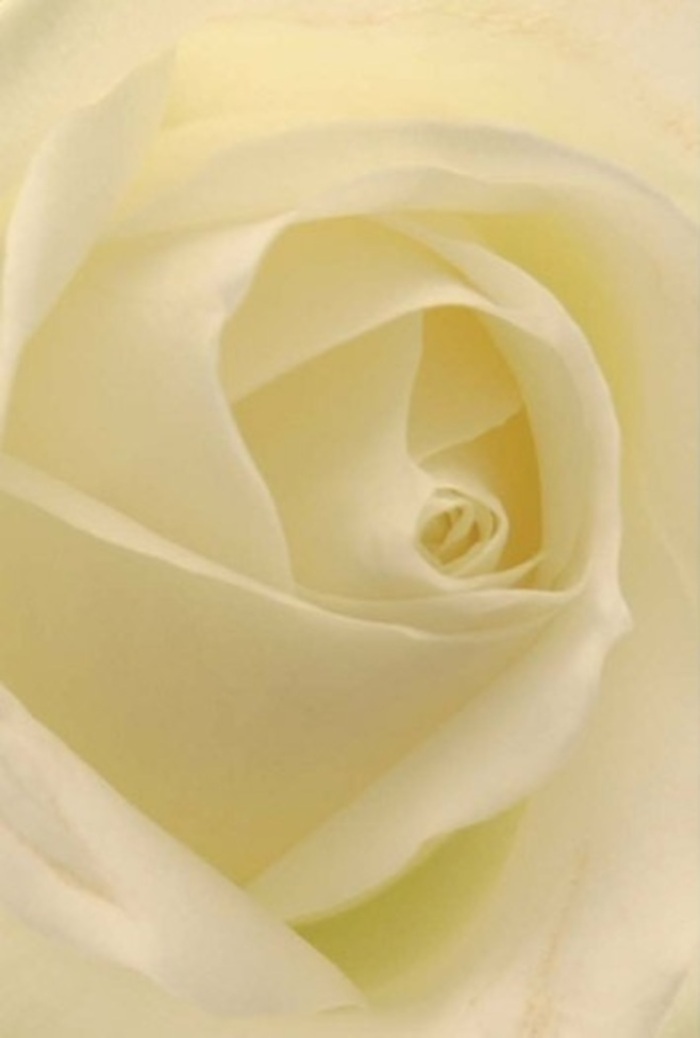 Gazing into the heart of this pristine white rose, one becomes captivated by the delicate interplay of layers and soft tones-each petal a study in tranquility and Hampstead sophistication. Shades of white and cream blend seamlessly, echoing the filtered light that streams into a Hampstead florist's workroom, as though the rose itself possesses an inner glow. The spiral at its core is nearly perfect, a symbol of purity and quiet resilience, while subtle shifts in colour and feather-light shadows heighten its natural grace. For an experienced local florist, this bloom is universally suited to heartfelt occasions-from offering sincere apologies or romantic gestures to forming the focal point of an elegant wedding table at Kenwood House. The texture is both matte and creamy, reminiscent of the softness of Hampstead's early mist, inviting you to imagine the brush of petals against your fingertips and the hint of a fresh, serene fragrance. Whether chosen as a centerpiece or a subtle tribute, this rose represents the skill and artistry honed in local flower shops, and stands ready to be delivered throughout Hampstead-bringing calm, beauty, and genuine emotion to every home it touches.